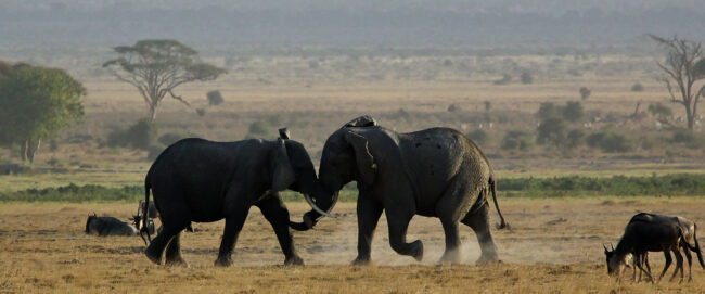 amboseli-national-park-banner