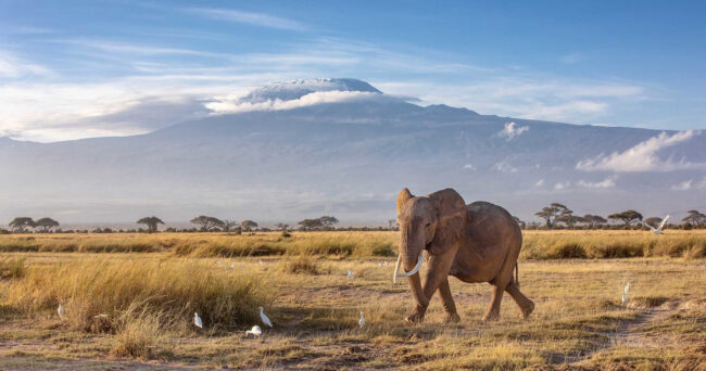 the-5-best-amboseli-national-park-hotels-accommodation-review-prices