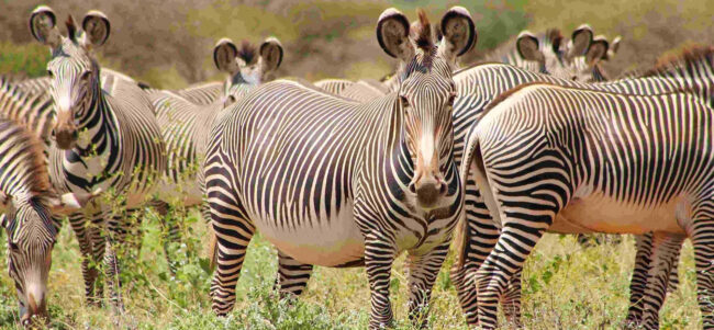 the-beginners-travel-guide-to-explore-samburu-national-reserve-in-3-days