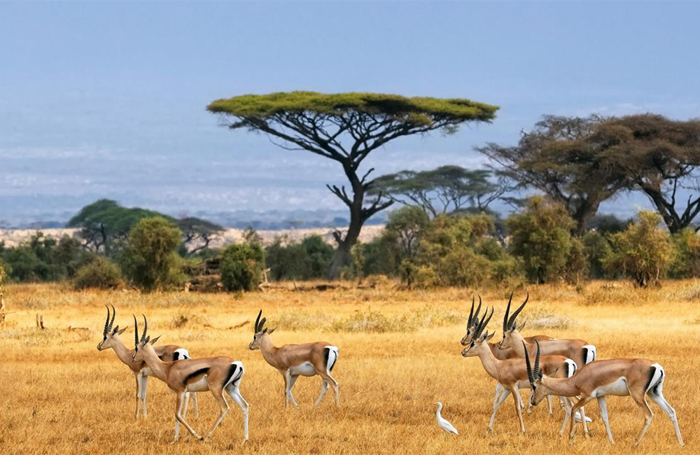 10 dienų Kenijos laukinės gamtos safari nuotykiai