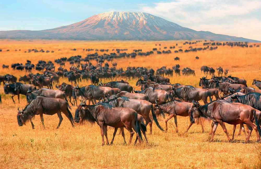 Safari animalier de 12 jours au Kenya et en Tanzanie