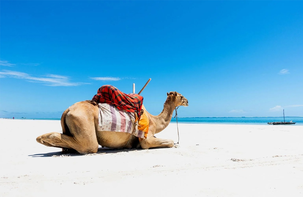 14 Ημέρες Κένυα Μπους Σαφάρι και Παραλία Διακοπές
