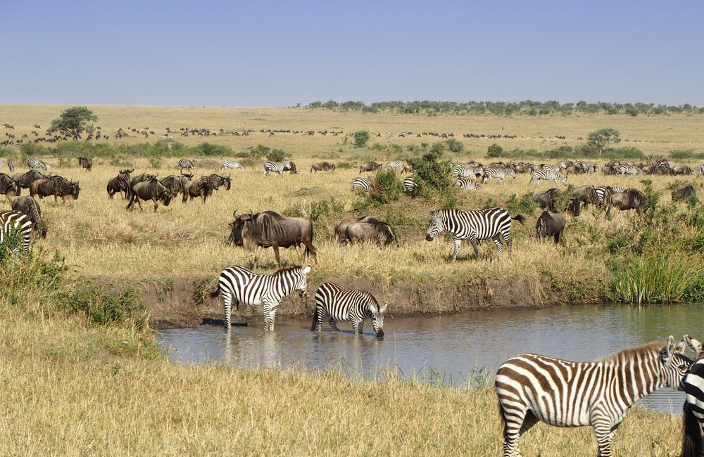 3-daagse Masai Mara-safari