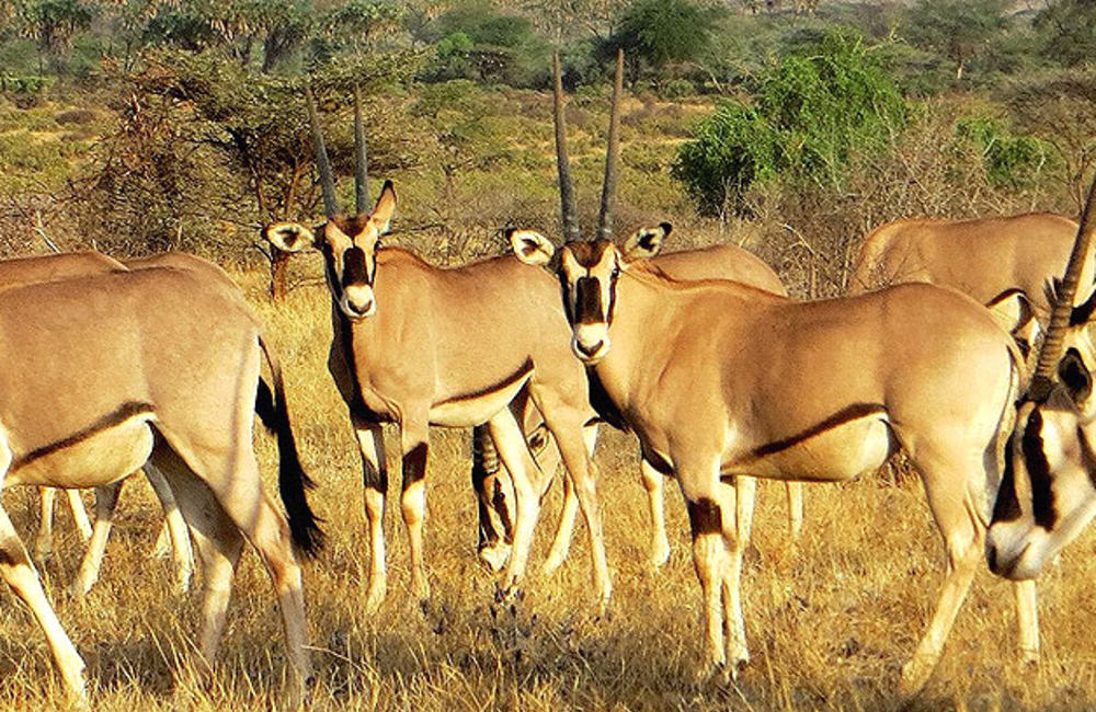 Safari de 3 dias na Reserva Nacional Samburu