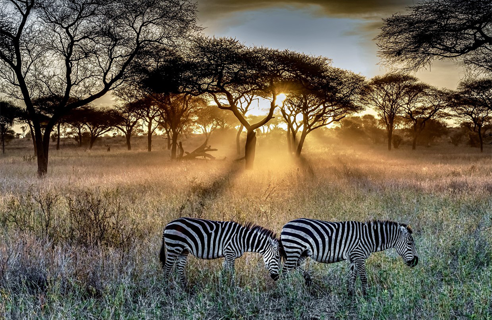 Safari de 3 jours dans le parc national du Serengeti