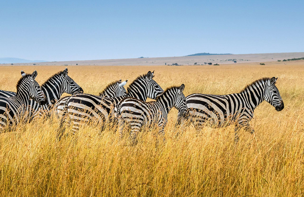 6 Tage „Das Beste von Tansania“-Abenteuersafari, 6 Tage Tansania-Safari