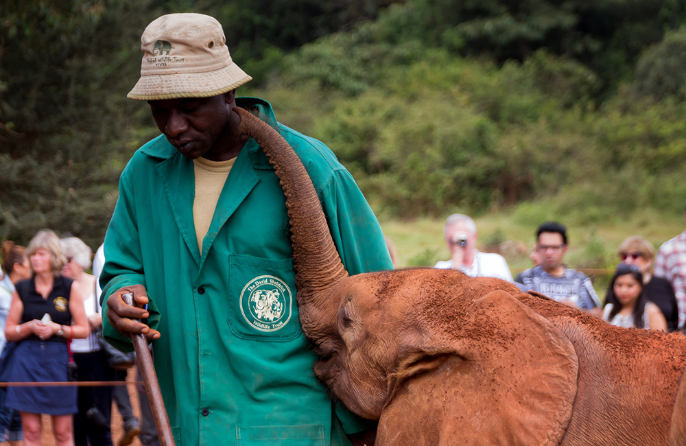 Daphne Sheldrick Elephant Orphanage -päiväretki