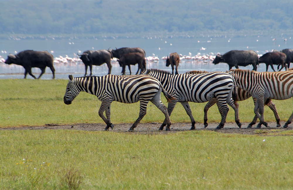4 päivän Maasai Mara, Nakurujärven safari