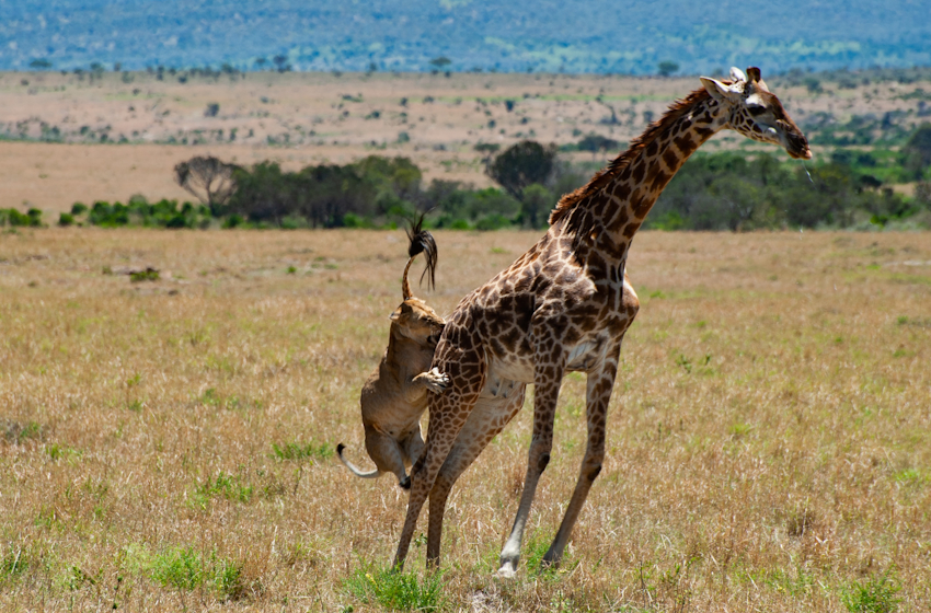 Ang Kenya at Tanzania Safaris, Kenya at Tanzania ay pinagsamang mga safari