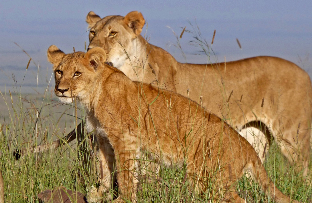 Kenijas safari, Kenijas safari, Kenijas safari kompleksās brīvdienas, Kenijas ekskursijas, Kenijas safari mājiņas, Kenijas ekskursijas un safari